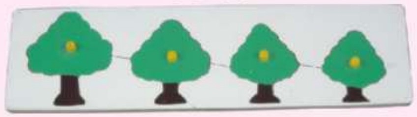 SIZE & SERIATION  Tree
